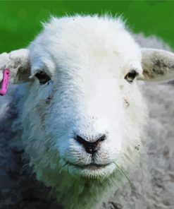 Herdwick Sheep Face paint by numbers