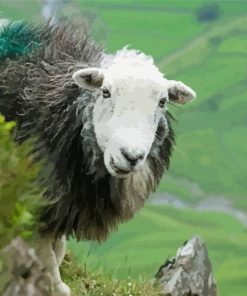 Herdwick Sheep paint by numbers