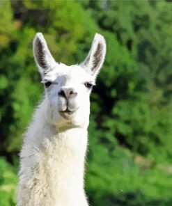 White Llama Head paint by numbers