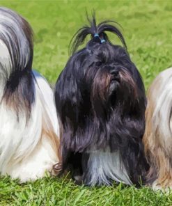 Lhasa Apso Puppies paint by numbers