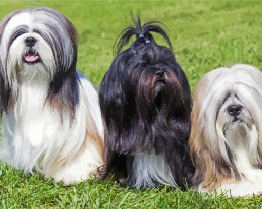 Lhasa Apso Puppies paint by numbers