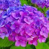 Purple Hydrangeas Flowering Plans paint by numbers