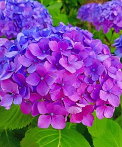 Purple Hydrangeas Flowering Plans paint by numbers