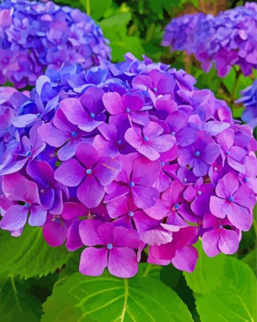 Purple Hydrangeas Flowering Plans paint by numbers