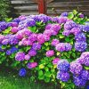 Purple Hydrangeas Flowers paint by numbers