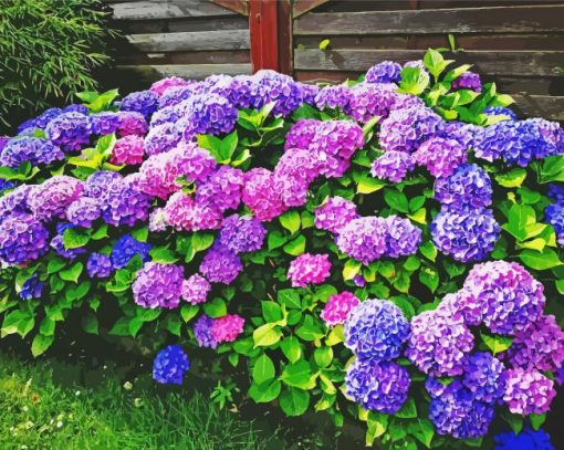 Purple Hydrangeas Flowers paint by numbers