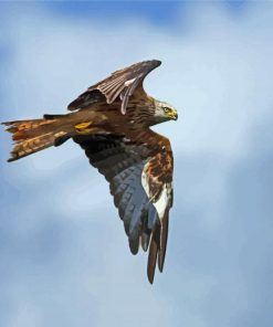 Red Kite Bird Flying paint by numbers