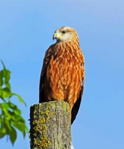 Red Kite Bird paint by numbers