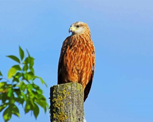 Red Kite Bird paint by numbers