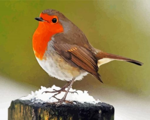 Robin Birds in Snow paint by numbers