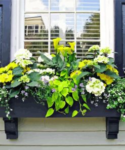 Rose Flowers in Window paint by numbers