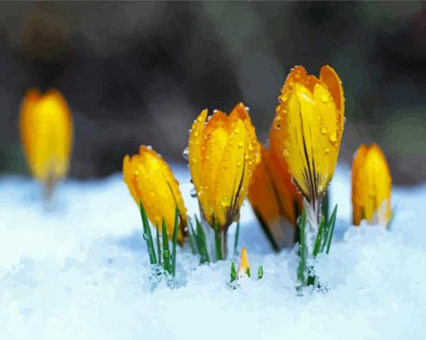 Spring Flower in Snow paint by numbers
