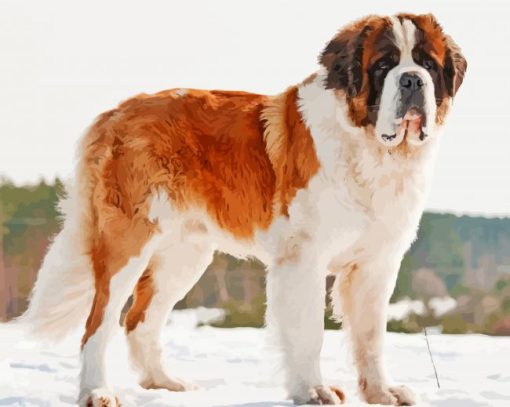 St Bernard Puppy in Snow paint by numbers