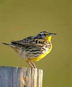 Western Meadowlark Bird paint by numbers