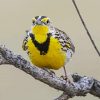 Western Meadowlark on Branch paint by numbers