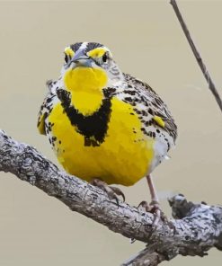 Western Meadowlark on Branch paint by numbers