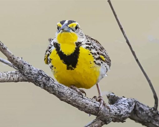 Western Meadowlark on Branch paint by numbers