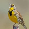 Western Meadowlark paint by numbers