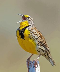 Western Meadowlark paint by numbers