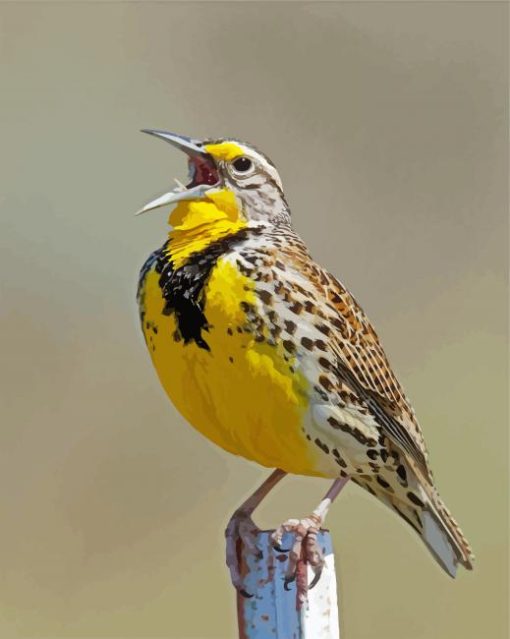 Western Meadowlark paint by numbers