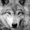 Wolf Animal Black and White paint by numbers