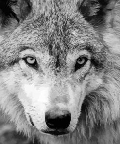 Wolf Animal Black and White paint by numbers