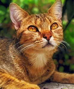 Adorable Abyssinian Cat paint by numbers