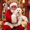 Adorable White Puppy with Santa paint by numbers