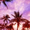 Aesthetic Sunset Palm Trees paint by numbers