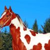 American Paint Horses paint by numbers