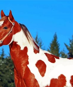 American Paint Horses paint by numbers