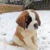 Baby St Bernard in Snow paint by numbers