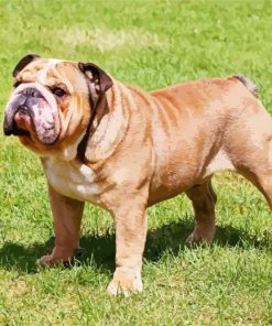 Beige English Bulldog paint by numbers