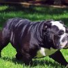 Black English Bulldog Dog paint by numbers