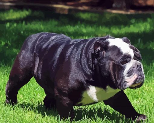 Black English Bulldog Dog paint by numbers