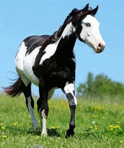 Black and White Native Horse paint by numbers