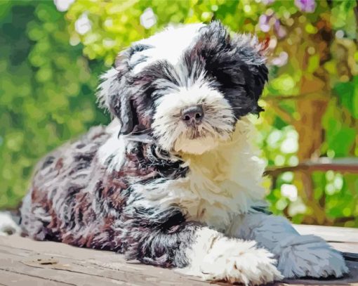 Black and White Tibetan Terrier Animal paint by numbers