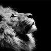 Black and White Animal Lion paint by numbers