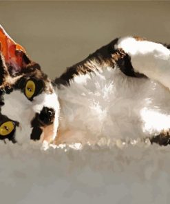 Black and White Cat Devon Rex paint by numbers