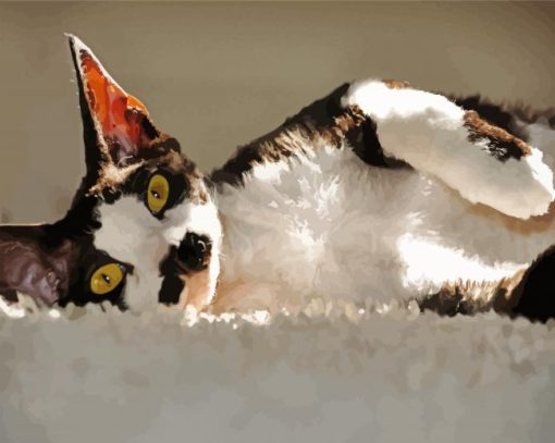 Black and White Cat Devon Rex paint by numbers