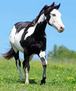 Black and White Paint Horse paint by numbers