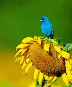 Blue Bird and Sunflower paint by numbers