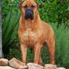 Bull Mastiff Brown Dog paint by numbers