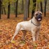 Bull Mastiff Dog paint by numbers