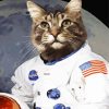 Cat Animal Astronaut paint by numbers