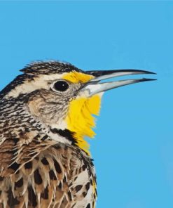 Close Up Western Meadowlark paint by numbers