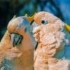 Cockatoos Couple Birds paint by numbers