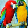 Colorful Amazon Parrots Birds paint by numbers