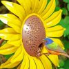 Colorful Bird on Sunflowers paint by numbers