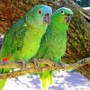 Couple Amazon Parrot paint by numbers